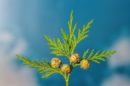 Closeup of green twig of thuja the cypress family with 4 seed heads with a blue sky background with some white cloudsの写真素材