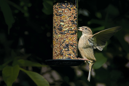 A female house sparrow (passer domesticus) on a garden seed feeder about to fly off with a seed in her mouthの写真素材