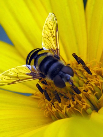 Close-up of Bee with it's wings spread on yellow flower covered in pollen.の写真素材