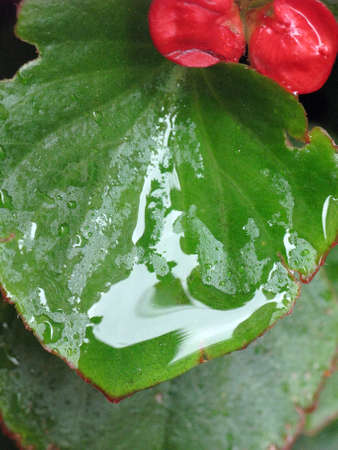 Close -up of rain water on a green leaf with a red flower in the top edge shot in natural daylight.の写真素材