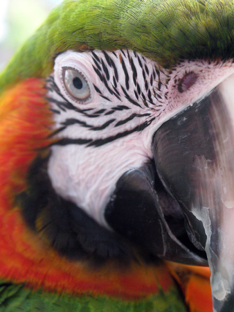 Close-up of an adult parrot with one eye and his beak showing along with his markings