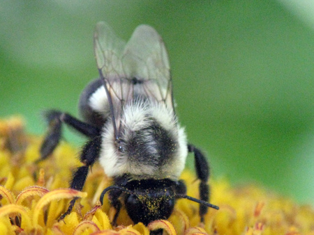 Very close image of a bumble bee showing it's antenna