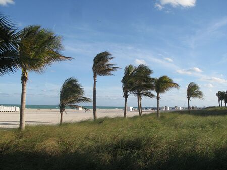 Palm Trees blowing in the wind against blue skyの写真素材