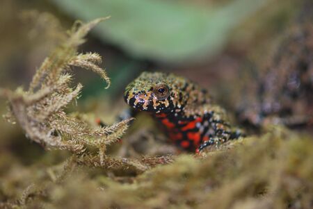 Fire Belly Toad の写真素材