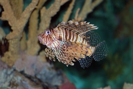 Side view of Lionfish