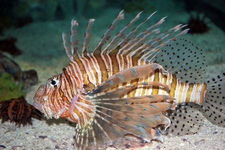 Lionfish