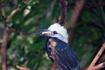 Exotic Birdの写真素材