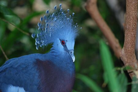 Victoria Crowned Pigeon, Goura Victoriaの写真素材