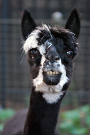 Lama Looking at Cameraの写真素材