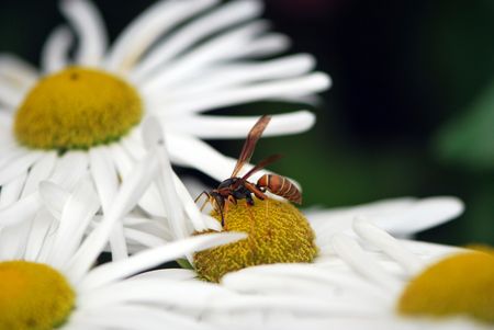 Wasp on Daisy