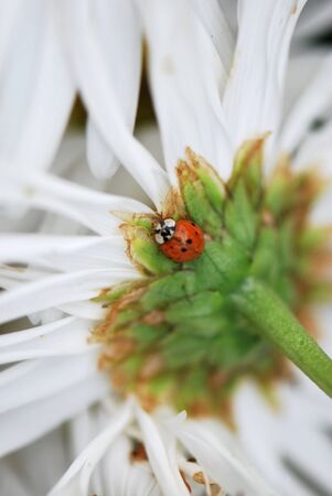 Lady Bug on Bottom of Daisyの写真素材