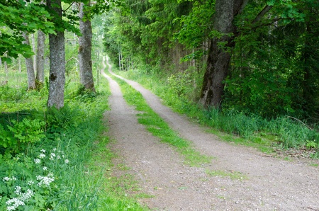 Green dirt roadのeditorial素材