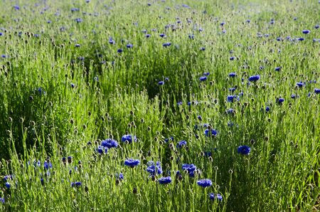 Sunny cornflowers