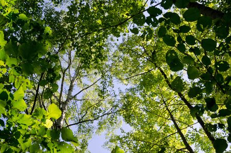 Fresh green leaves