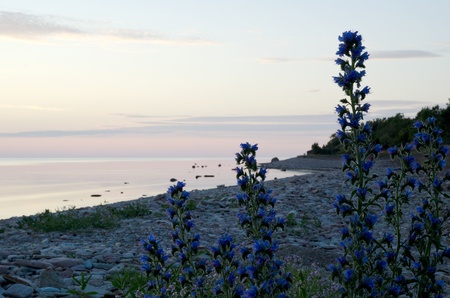 Peaceful coastline with closeup of blue flowersの写真素材