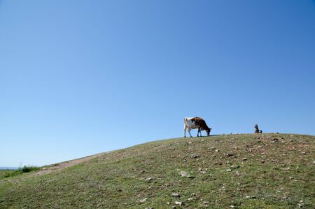 Cow grazing on top of the hillの写真素材