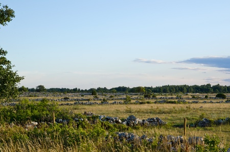 Meadow landscape with a lot of stonewallsの写真素材