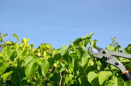 Gardening with clipper