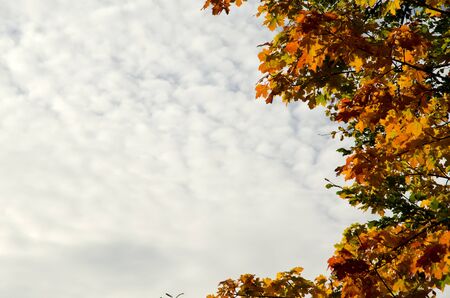 Autumn leaves and cloudy skyの写真素材