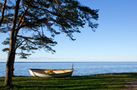 Rowing boat under a pine treeの写真素材