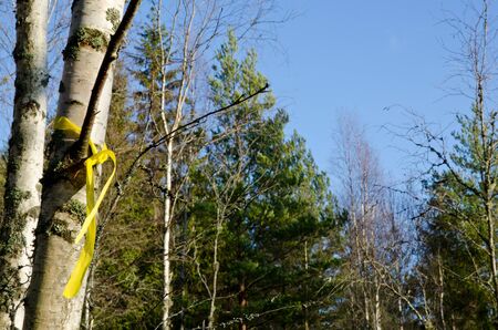 Chosen birch