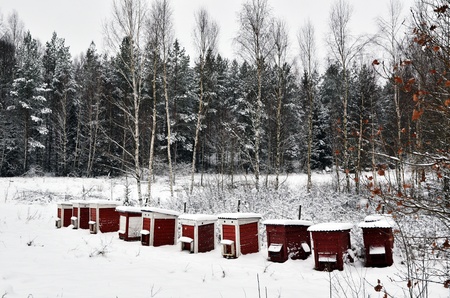 Red hives in winterの写真素材