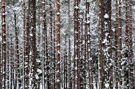 Winter trunks backgroundの写真素材