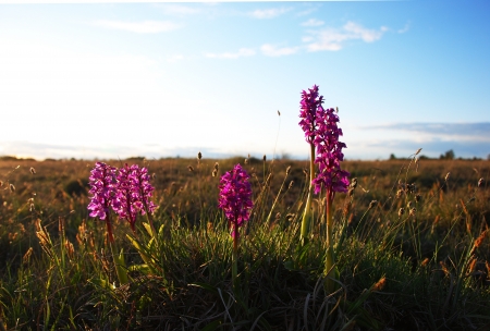 Purple flowers in sunshineの写真素材