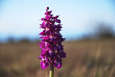 Single shiny flower in focusの写真素材