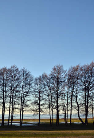 Row of treesの写真素材