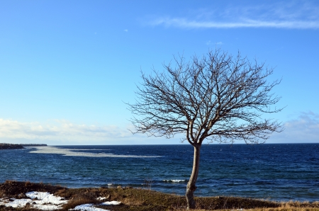 Lone treeの写真素材
