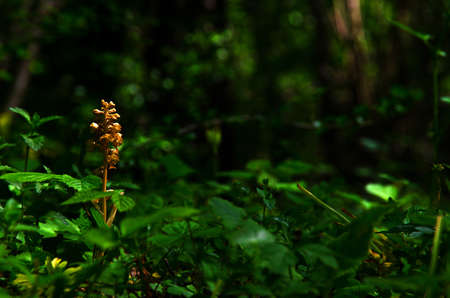 Deep in the forestの写真素材