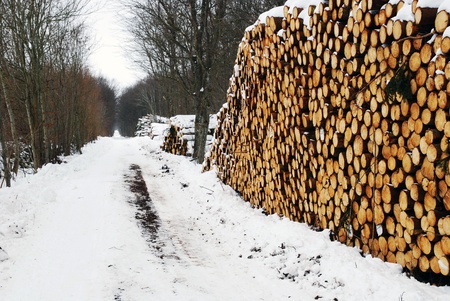 Timberstacks at a straight dirt road in a forest at wintertime 