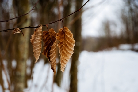 Textured leaves at a branch in a winter forestの写真素材