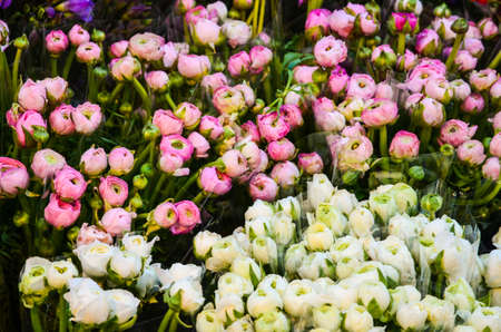 Bouquets of white and pink tulips for saleの写真素材
