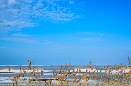 Coastal view from the reeds over a marsland by the coast of the Baltic Sea in Swedenの写真素材