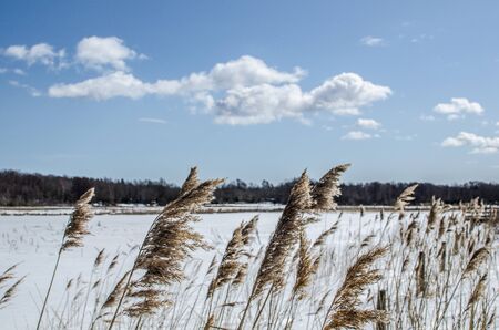 Reeds in a winter landscape with a white cloud at a blue skyの写真素材