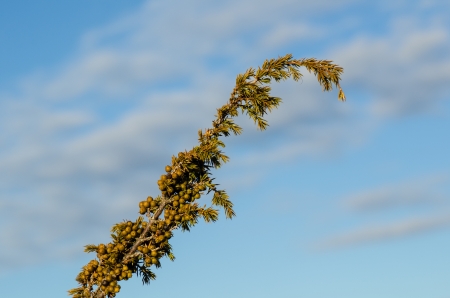 Green juniper berries on a twig in morning lightの写真素材