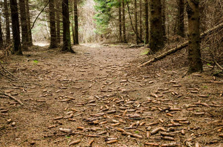 A cone covered path in a nordic coniferous forest  From the province Oland in Sweden 
