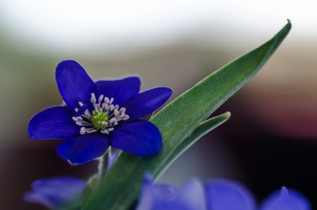 Closeup of a Common Hepatica, a symbol for springtime の写真素材