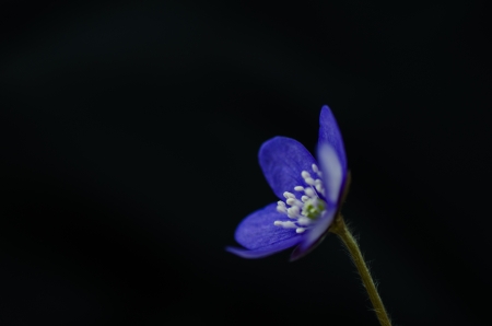 Common Hepatica close up with black background