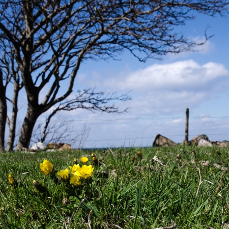 Blossom pheasant´s eye at a tree  From the swedish island Oland の写真素材