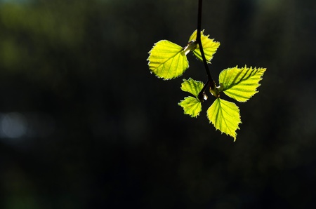 Back light at new shiny birch leaves