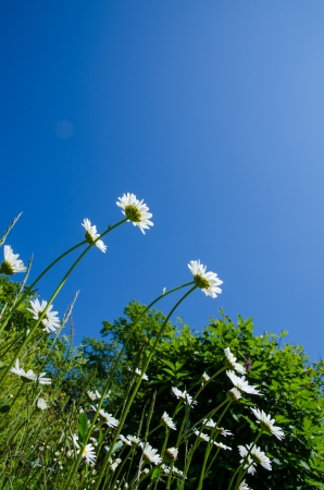 Group of daisies at a blue skyの写真素材