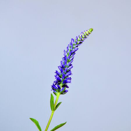 Single Spiked Speedwell at a grey background