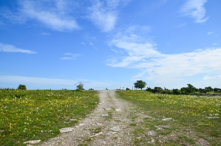 Dirt road in summer meadow at the island Oland in Sweden