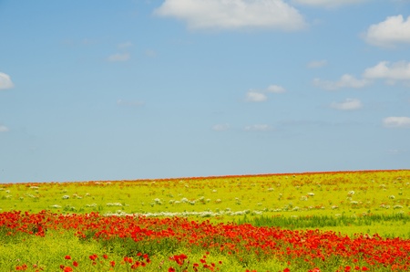 Field with blooming poppies nearby Lejre at Zealand in Denmarkの写真素材