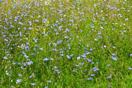 Background of blue chikory fieldの写真素材