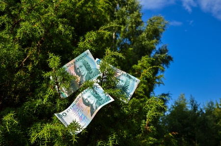 Swedish banknotes stuck in a juniper bushの写真素材