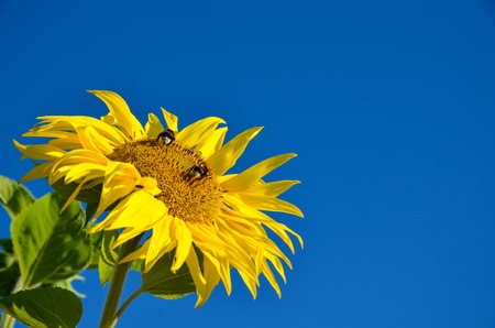 Bumble-bees on a sunflower at a clear blue skyの写真素材